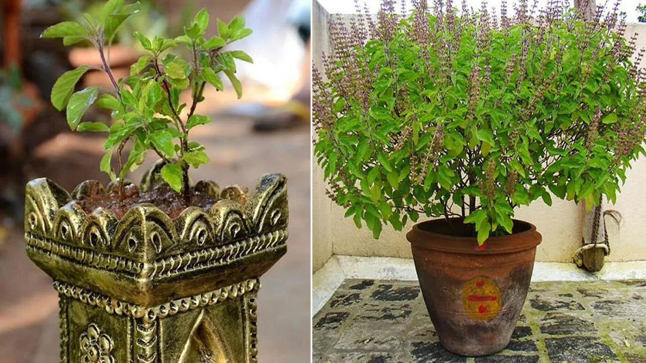 తులసి మొక్కని ఇంట్లో ఎక్కడ పెట్టాలి? ఈ దిక్కున పెడితే రాజయోగం.. డబ్బే డబ్బు..
