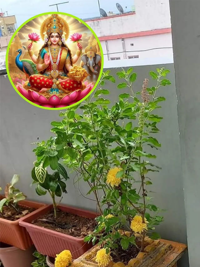 తులసి మొక్కకు ఏమి సమర్పిస్తే సంపదలు పెరుగుతాయి? పూర్తి సమాచారం