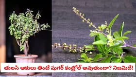 తులసి ఆకులు తింటే షుగర్ కంట్రోల్ అవుతుందా? నిజమిదే!