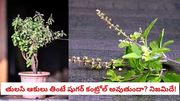 Tulsi for Diabetes Control: ప్రతిరోజూ తులసి ఆకు నమిలితే షుగర్ కంట్రోల్ అవుతుందా?