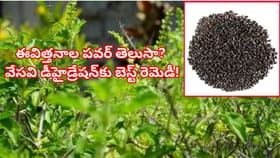 ఇంటి ముందున్న తులసి మొక్కే ఆరోగ్యానికి అసలైన బాడీగార్డ్! ఆ పవర్