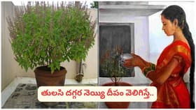 ఆదివారం తులసి మొక్కకు నీరు పోయకూడదని ఎందుకు అంటారు? నిజం తెలుసుకో