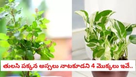 తులసి పక్కన అస్సలు నాటకూడని 4 మొక్కలు ఇవే..