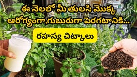 వేసవిలో తులసి మొక్క గుబురుగా, ఆరోగ్యంగా పెరిగే రహస్యం ఇదే