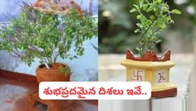 వాస్తు ప్రకారం తులసి పక్కన ఇవి ఉంటే నష్టమే.. వెంటనే తొలగించండి!