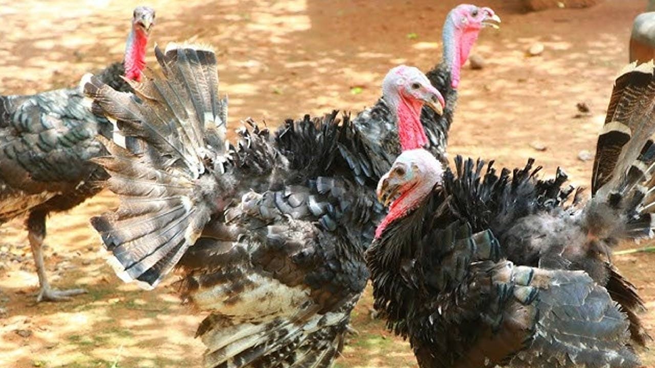 టర్కీ కోళ్ల పెంపకం వలన రైతులకు కలిగే లాభాలు ఇక్కడ చదివి తెలుసుకుందాం..నార్మల్ కోళ్లు చిన్నగా ఉండి బరువు తక్కువగా ఉంటాయి. కానీ, ఒక టర్కీ కోడి మాత్రం రూ. 10 నుంచి  రూ.13 కిలోల బరువు ఉంటుంది. ఇంకా ఇతర  కోళ్ళతో  పోలిస్తే టర్కీ కోళ్లకు ఇమ్యూనిటీ పవర్ చాలా ఎక్కువ. వీటికి జబ్బులు కూడా రావు వచ్చినా నష్టం కూడా ఉండదు