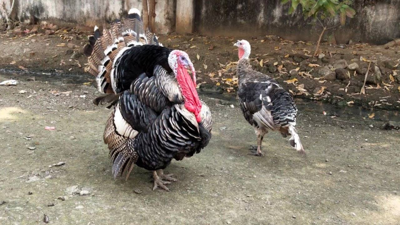 రైతులు వ్యవసాయంతోనే ఆపకుండా కొత్త కొత్త ఆలోచనలతో ముందుకు వెళ్తూ కొత్త కొత్త ప్రయోగాలు చేస్తున్నారు.  ఈ నేపథ్యంలోనే  రైతులు ఇప్పుడు టర్కీ కోళ్ల పెంపకం వైపు ఆసక్తి చూపుతున్నారు. మాంసం కోసం మేకలను సంతల్లో పెంచే రైతులు, ఇప్పుడు టర్కీ కోళ్లను పెంచుతూ అతి తక్కువ సమయంలోనే భారీ లాభాలను పొందుతున్నారు.