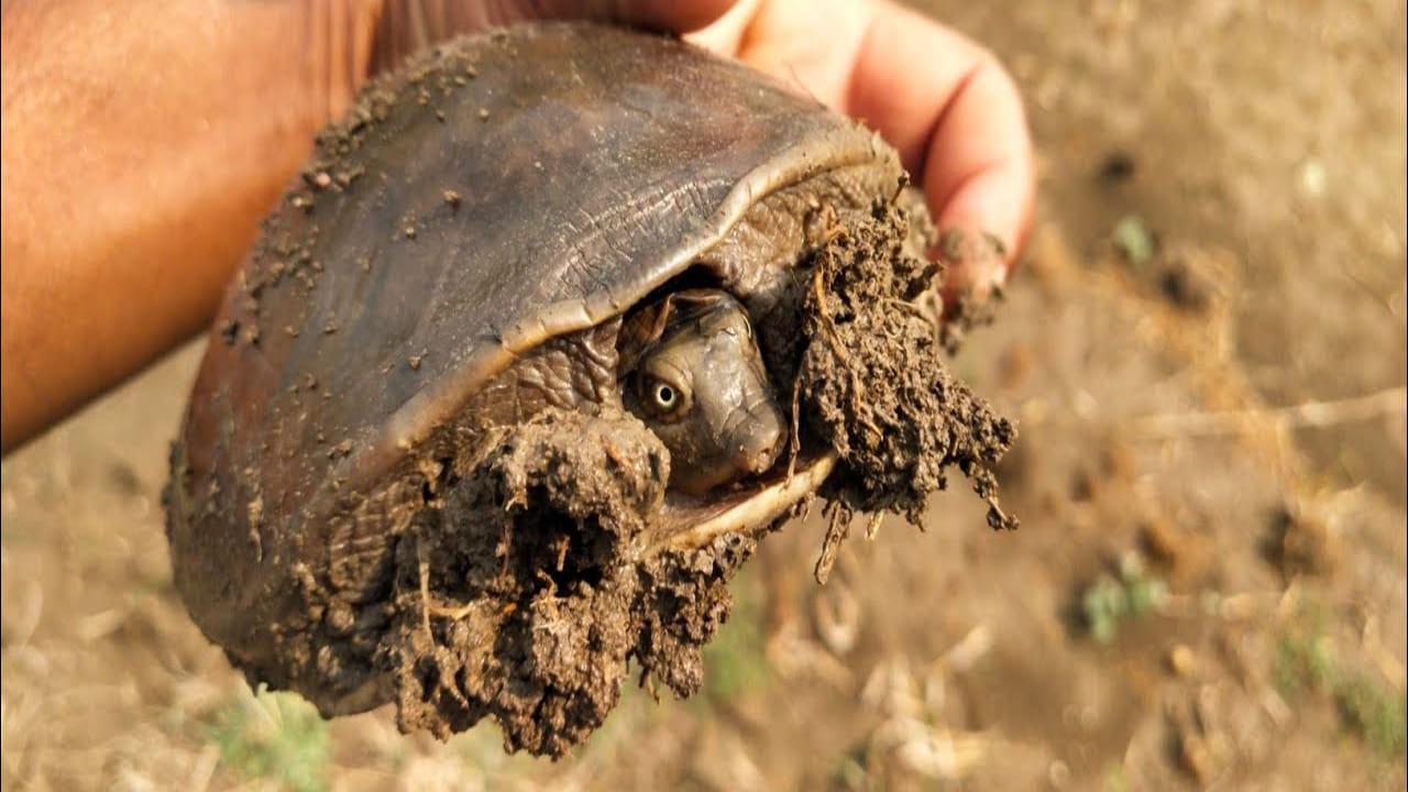 Turtle