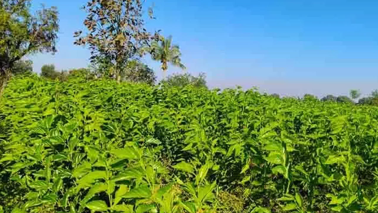చాలా మంది ఇంటి ముందు మొక్కలు నాటుకోవడం కామన్. అయితే కొంత మంది పూల మొక్కలు నాటుకుంటే మరికొంత మంది పండ్లు, కూరగాయల మొక్కలు నాటుకుంటారు. అయితే వాస్తు శాస్త్రం ప్రకారం ఇంటి ముందు మొక్కలు ఉండటం వలన అది ప్రతి కూల శక్తిని తగ్గించి, సానుకూల శక్తిని పెంచుతుందని చెబుతుంటారు పండితులు. అయితే పెద్ద పెద్ద వృక్షాలు ముఖ్యంగా, మామిడి, చింత చెట్టు లాంటివి ఇంటి ముందు ఉండటం మంచిది కాదు అంటారు, అలాగే కొన్ని రకాల మొక్కలు ఉండటం కూడా వాస్తు ప్రకారం కలిసి రాదు అంటారు.