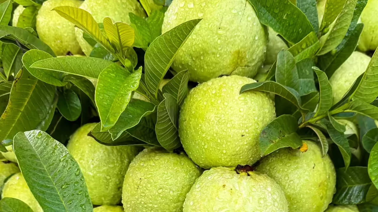 
జామ చెట్టు : చాలా మంది ఇళ్ళలో జామ చెట్లను నాటి రోజూ నీళ్ళను పోసి పెంచుతారు. ఇంకా వాస్తు శాస్త్రం ప్రకారం ఇది మంచిది కాదని అంటున్నారు.  ఈ జామ మొక్క మీ  ఇంట్లో ఉన్నా కూడా వెంటనే పీకేయండి. ఎందుకంటే, ఇది ఆకులను రాల్చుతుంది. దీని కారణంగా భార్య భర్తల మధ్య గొడవలు మొదలవుతాయి ఇంకా ఇంట్లో వాళ్ళకి సమస్యలు  వస్తాయని అంటున్నారు. 