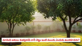 మామిడి ఆకులు శుభప్రదమే కానీ ఇంటి ముందు చెట్టు ఉంటే ఏమవుతుంది?
