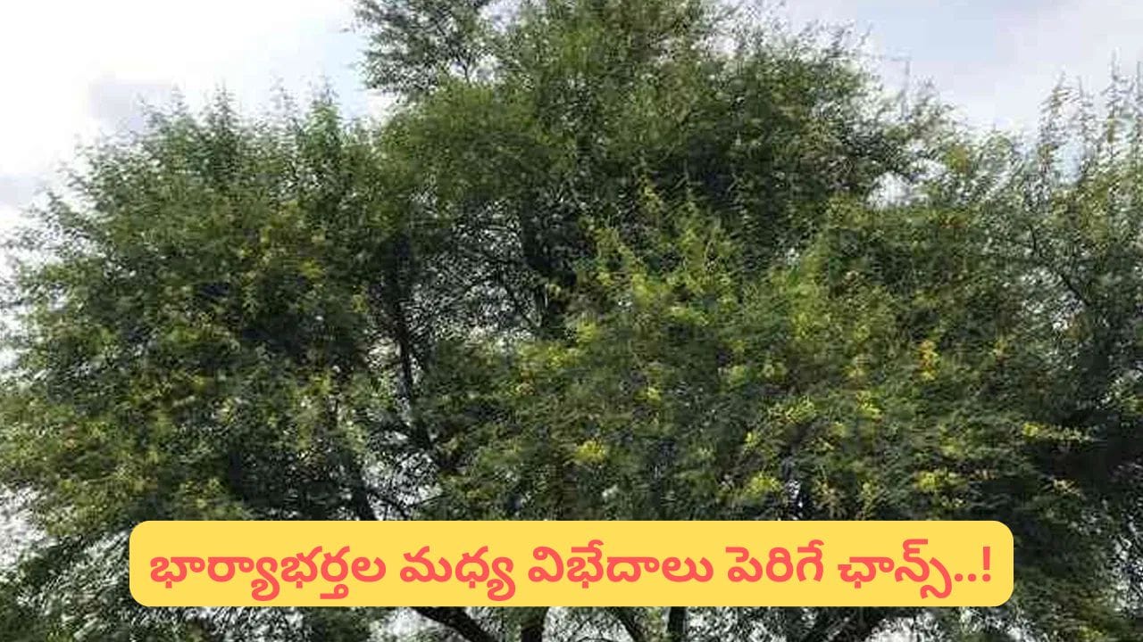 Vastu Alert: ఈ రెండు చెట్లు ఇంట్లో ఉంటే డబ్బు అస్సలు నిలవదట..! మీ ఇంట్లో ఉన్నాయా..?