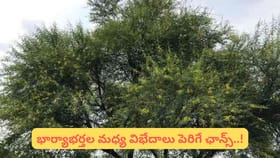 Vastu Alert: ఈ రెండు చెట్లు ఇంట్లో ఉంటే డబ్బు అస్సలు నిలవదట..!