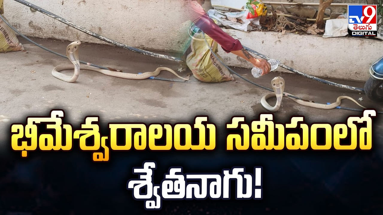 భీమేశ్వరాలయ సమీపంలో అరుదైన శ్వేతనాగు.. ప్రత్యక్షం భీమేశ్వరాలయ సమీపంలో అరుదైన శ్వేతనాగు.. ప్రత్యక్షం