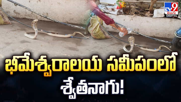 భీమేశ్వరాలయ సమీపంలో అరుదైన శ్వేతనాగు.. ప్రత్యక్షం భీమేశ్వరాలయ సమీపంలో అరుదైన శ్వేతనాగు.. ప్రత్యక్షం