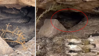 Viral Video: మూగజీవి కోసం ప్రకృతి ప్రళయాన్ని ఎదిరించిన మహిళ..  ప్రాణాలకు తెగించి మరీ..!