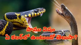 పాము విషం ఏ కలర్‌లో ఉంటుందో తెలుసా..? ఎవ్వరికీ తెలియని సీక్రెట్!