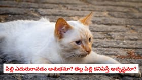 తెల్ల పిల్లి ఎదురురావడం అశుభమా? అదృష్టమా?