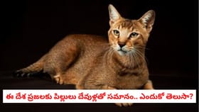 ఈ దేశ ప్రజలకు పిల్లులు దేవుళ్లతో సమానం.. ఎందుకో తెలుసా?