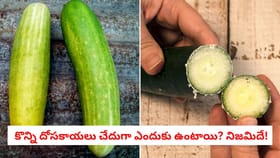 కొన్ని దోసకాయలు చేదుగా ఎందుకు ఉంటాయి? నిజమిదే!