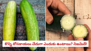 Bitter Cucumber Secret: ఒకే విత్తనం.. అయినా కొన్ని దోసకాయలు తీపి, కొన్ని చేదుగా ఉండటానికి కారణం ఏంటి?