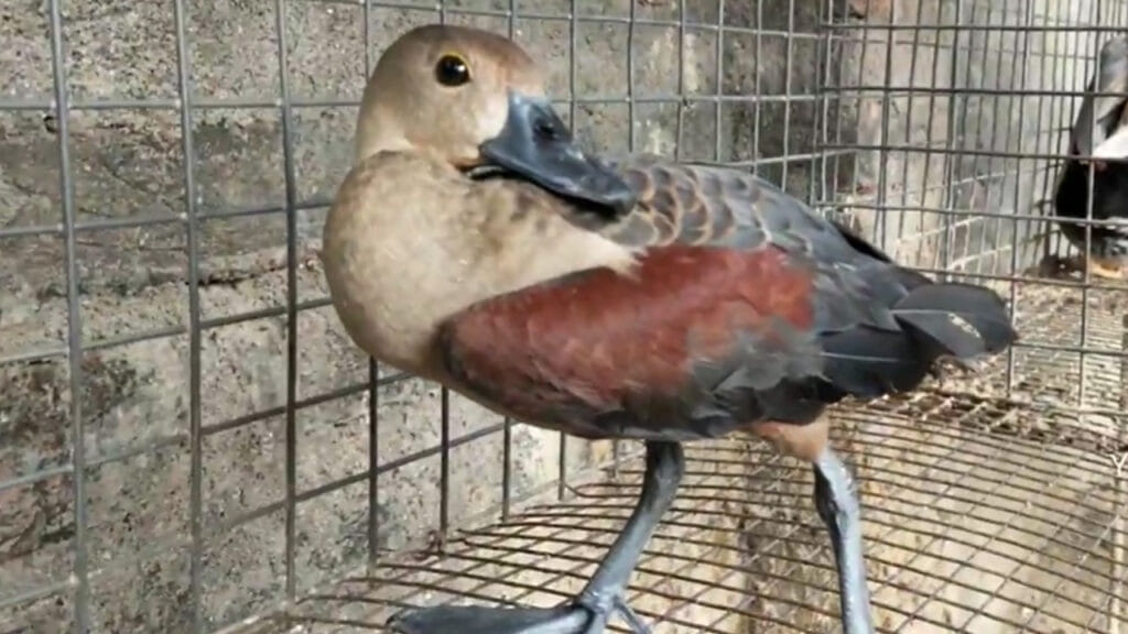 Wild Duck Rescue