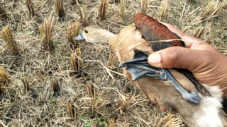 Andhra: జీవితం ఓ నీటి బుడగ అంటే ఇదేనమో.. చెల్లి పెళ్లి వేళ సంతోషంగా డ్యాన్స్ చేస్తుండగా..