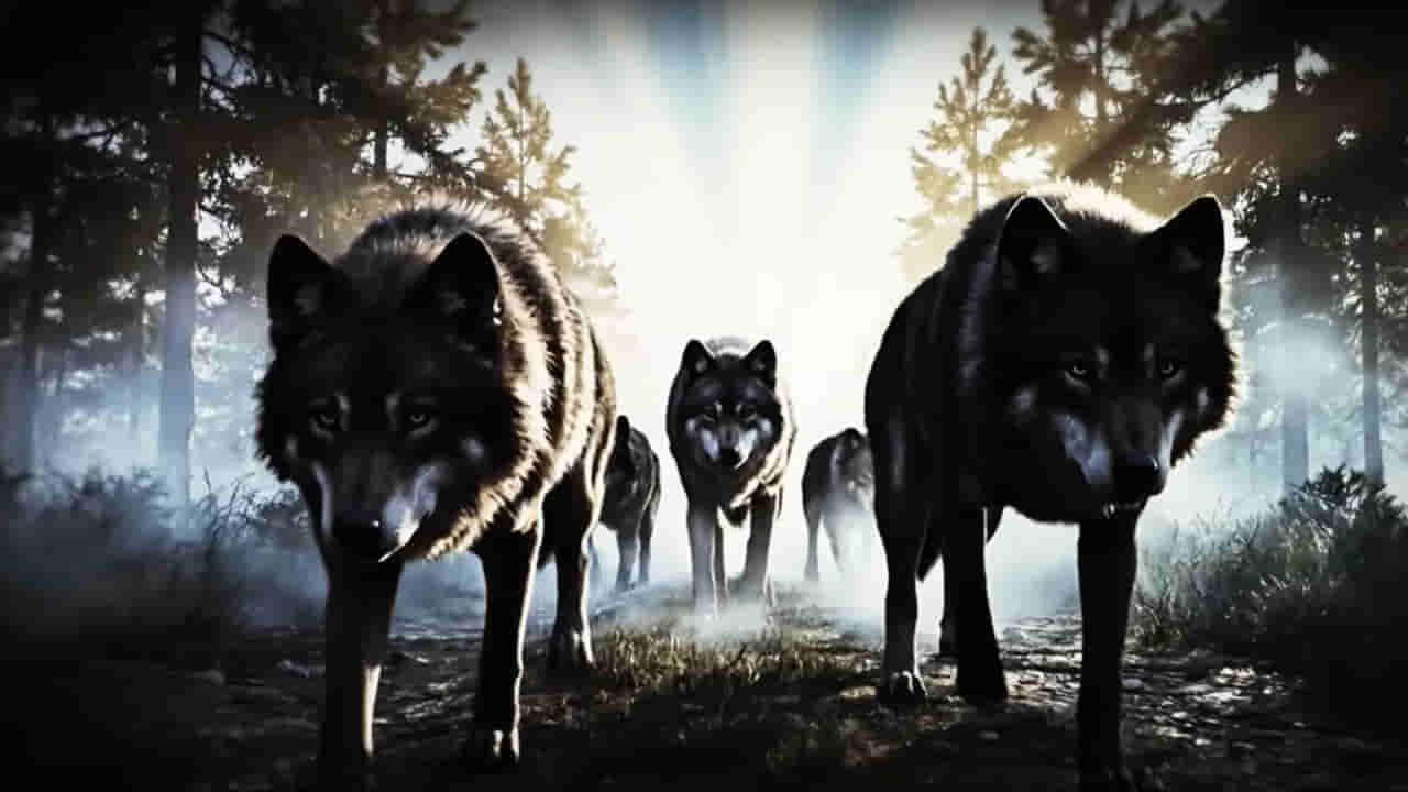 Wolf: అడవికి రాజు సింహం కావచ్చు.. కానీ తోడేలు ఎవరికీ బానిస కాదు!
