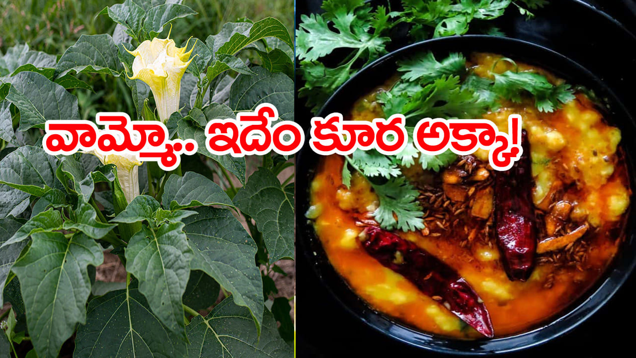 ఇన్‌స్టా రీల్ చూసి ఉమ్మెత్త ఆకులతో కూర వండిన మహిళ.. కాసేపటికే దారుణం!