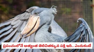 Cat Worship: ఈ దేశ ప్రజలకు పిల్లులు దేవుళ్ళతో సమానం! వీరు పిల్లులను ఎందుకు పూజిస్తారో మీకు తెలుసా?