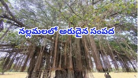 నల్లమల అడవుల్లో 300 ఏళ్ల నాటి ఊడలమర్రి!చెట్టు కింద చీమల్లా మనుషుల