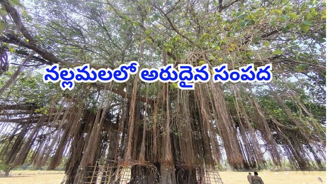 నల్లమల అడవుల్లో 300 ఏళ్ల నాటి ఊడలమర్రి!చెట్టు కింద చీమల్లా మనుషుల