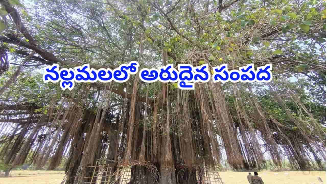 బాబోయ్ అంత పెద్దదా? నల్లమల అడవుల్లో 300 ఏళ్ల నాటి ఊడలమర్రి.. చెట్టు కింద చీమల్లా మనుషులు!