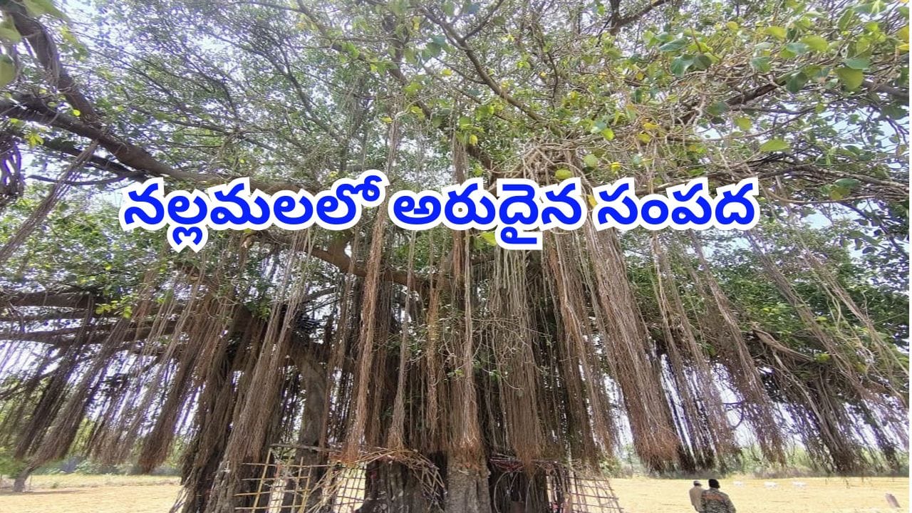 బాబోయ్ అంత పెద్దదా? నల్లమల అడవుల్లో 300 ఏళ్ల నాటి ఊడలమర్రి.. చెట్టు కింద చీమల్లా మనుషులు!