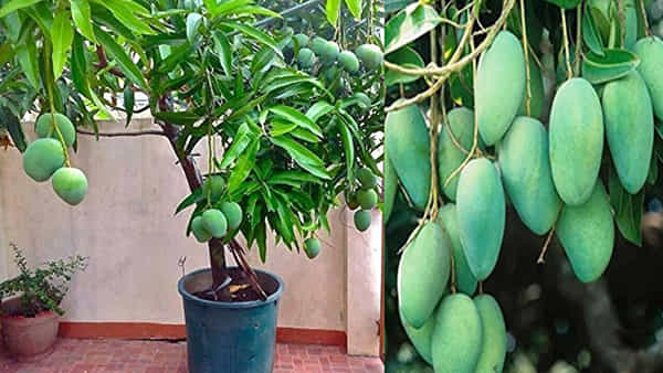 ఈ రకం మొక్కలతో ఏడాది పొడవునా మామిడి పండ్ల దిగుబడి.. టెర్రస్ గార్డెన్లోనూ ఈజీగా పెంచుకోవచ్చు..!