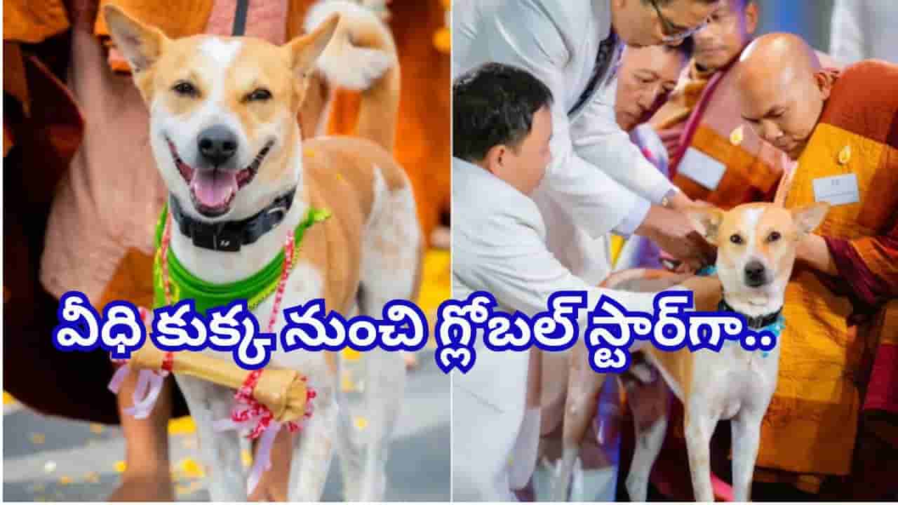 Watch Video: వీధి కుక్క నుంచి గ్లోబల్ స్టార్ వరకు.. పీస్ డాగ్ అలోకా స్ఫూర్తిదాయక ప్రయాణం!