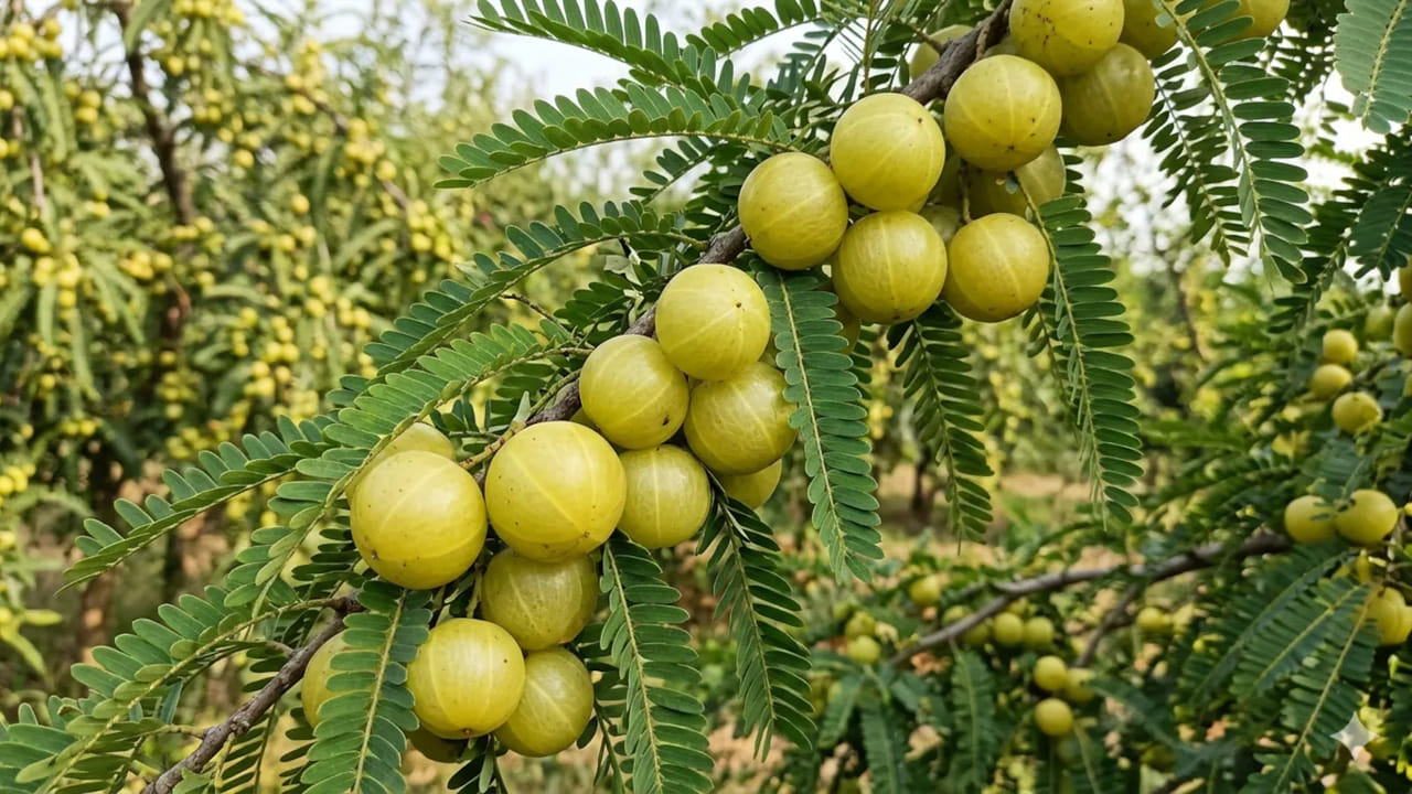 ఆరోగ్యానికి సహజ కవచం.. భోజనానికి ముందు ఒక్కటి తింటే ఆరోగ్యానికి డబుల్ బెనిఫిట్స్