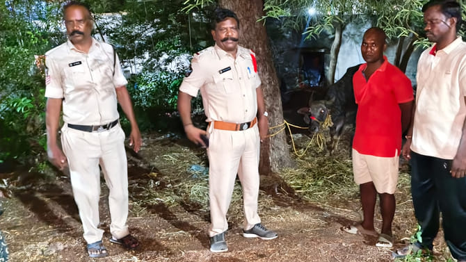 దున్నపోతుకు పోలీసుల కాపలా ఎందుకు? చిత్తూరులో జరిగిన షాకింగ్ ఘటన!