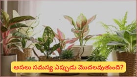 ఇంట్లో కృత్రిమ మొక్కలు పెడుతున్నారా? వాస్తు ప్రకారం ఈ 3 చోట్ల...