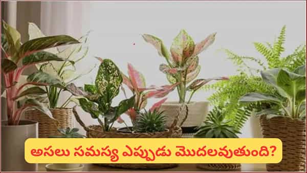 Vastu Tips: ఇంట్లో కృత్రిమ మొక్కలు పెడుతున్నారా? వాస్తు ప్రకారం ఈ 3 చోట్ల మాత్రం అస్సలు పెట్టొద్దు!