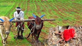 ఆరుద్ర కార్తె అంటే ఏమిటి? ఇది రైతులకు ఎందుకు స్పెషల్!