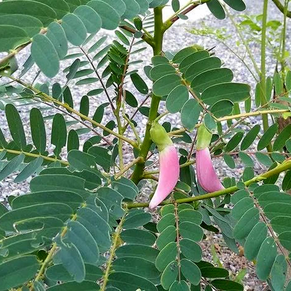 అయితే, ఈ ఆకుకూరను వారంలో ఒక్కసారి లేదా పది రోజులకు ఒకసారి మాత్రమే ఆహారంగా తీసుకోవాలి. ప్రతిరోజూ దీనిని తింటే జీర్ణవ్యవస్థ దెబ్బతినడమే కాకుండా తీవ్రమైన విరేచనాలు అయ్యే అవకాశం ఉంది. కాబట్టి దీనిని అమితంగా కాకుండా అమృతంలా మితంగానే వాడాలి.