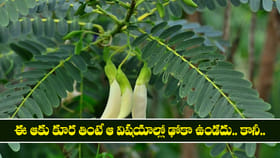 ఈ ఆకు కూర తింటే ఆ విషయాల్లో ఢోకా ఉండదు.. కానీ..