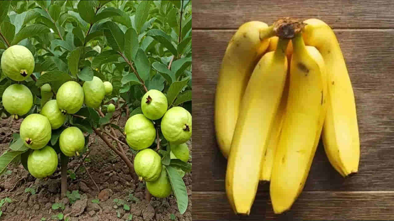 జామపండు vs అరటిపండు.. ఆరోగ్యానికి ఏది మంచిది..? 90శాతం మందికి తెలియని సీక్రెట్స్ ఇవే..