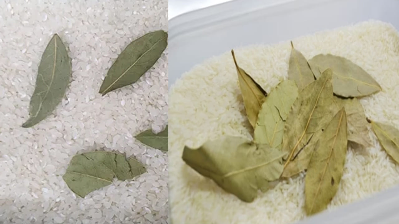 బిర్యానీ ఆకులు (Bay Leaves): బిర్యానీ ఆకులకు ఉండే ఘాటైన సువాసన పురుగులకు అస్సలు పడదు. బియ్యాన్ని నిల్వ ఉంచే డబ్బాలో అక్కడక్కడా కొన్ని బిర్యానీ ఆకులను వేసి ఉంచితే, ఆ వాసనకు బియ్యంలో ఉన్న పురుగులు బయటకు వచ్చేస్తాయి. కొత్తగా పురుగులు పట్టకుండా ఉంటాయి.