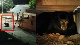 Watch Video: అడవి దాటి గ్రామంలోకి ఎలుగుబంటి.. భయంతో పరుగులు తీసిన ప్రజలు!