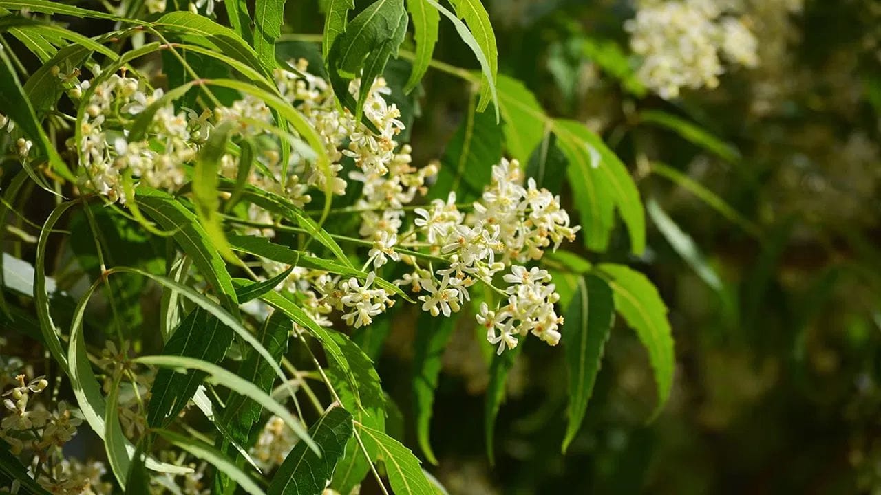 మీరు జుట్టురాలడం, చుండ్రు, స్కాల్ఫ్‌తో బాధపడుతుంటే.. ఈ సమస్యలను దూరం చేసేందుకు వేపాకు చాలా బాగా ఉపయోగపడుతుంది. వేపాకులో ఉండే యాంటీ ఫంగల్, యాంటీ బ్యాక్టీరియల్ గుణాలు తలపై వచ్చే ఇన్‌ఫెక్షన్లను అడ్డుకుంటాయి. చుండ్రు రావడానికి కారణమయ్యే 'మాలసీసియా' అనే ఫంగస్‌ను తగ్గించి జుట్టును రక్షిస్తుంది.