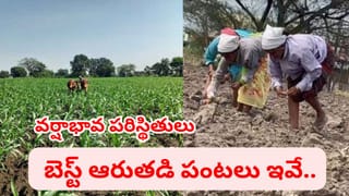 ఎల్‌ నీనో ఎఫెక్ట్‌తో జాడలేని వర్షాలు.. ఈ సీజన్‌లో లాభాలు పండించే బెస్ట్ ఆరుతడి పంటలు ఇవే..