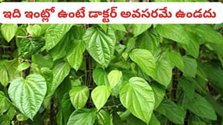 అందరి ఇంట్లో ఉండాల్సిన పవర్‌ఫుల్ మొక్క ఇది.. వర్షాకాలంలో ఇలా చేస్తే గుబురుగా పెరుగుతుంది..