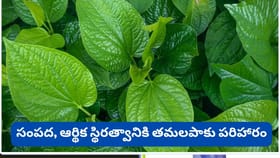 ఒక్కసారిగా మీ అదృష్టాన్ని మార్చే తమలపాకులు.. ఇలా చేస్తే పట్టిన దర
